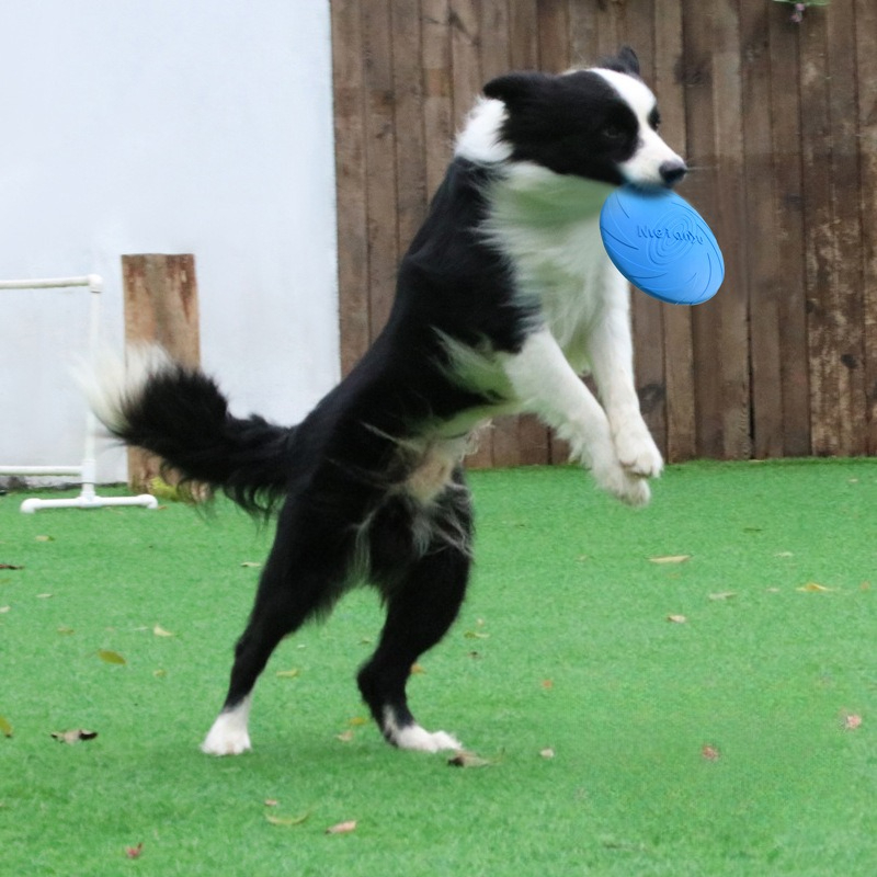Dog Frisbee, Border Animal Pet - Frisbee Freestyle Disc ulasan dan harga