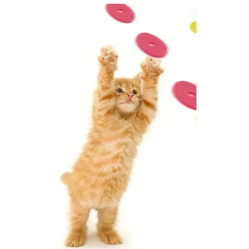 Funny Cat Toys Creative Turnip - Frisbee Freestyle Disc ulasan dan harga